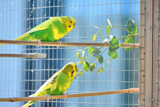 2 budgies enjoying eucalyptus leaves in outdoor aviary