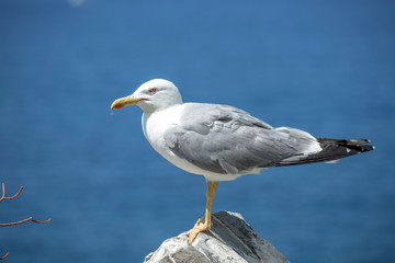 Seabird IV