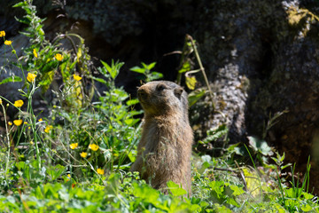 Marmottes