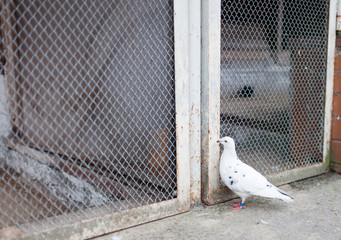 Ringed or tagged feet of a homing pigeon, racing pigeon or domestic messenger