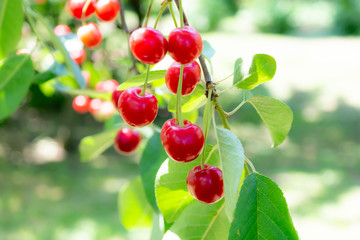 Obraz premium sour cherry