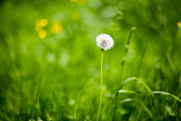 White fluffy dandelion on a background of green grass in summer. It can be used as a background.