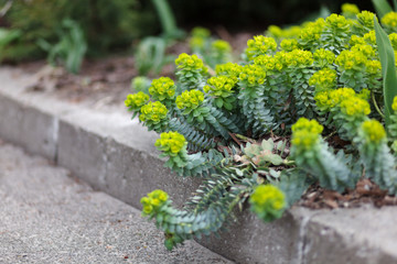 Green flowers of Myrtle Euphorbia 