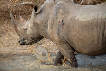 Obraz premium A large dominant male white rhino covered in mud drinking water
