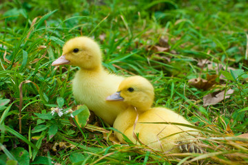 Baby Muscovy Ducklings