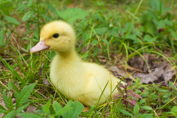 Baby Muscovy Ducklings