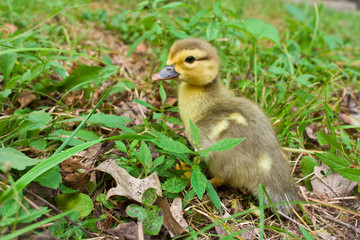 Baby Muscovy Ducklings