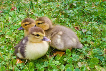 Baby Muscovy Ducklings on the Grass