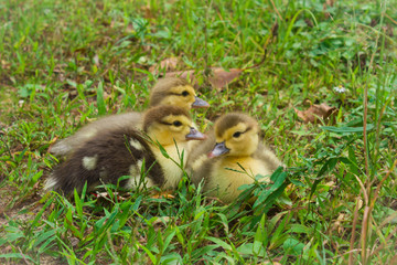 Baby Muscivy Ducklings on the Grass