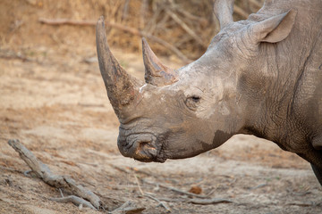 Fototapeta premium A large dominant male white rhino covered in mud drinking water