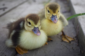 Baby Muscovy Ducklings