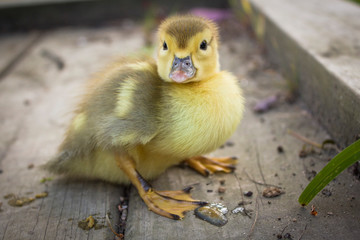 Baby Muscovy Ducklings