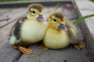 Baby Muscovy Ducklings