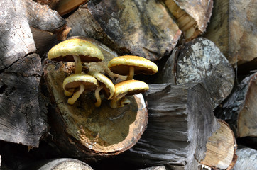 Family of yellow mushrooms growing in a log of firewood stacked in the forest - closeup