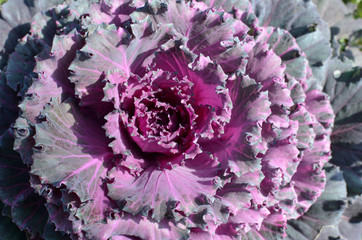 Obraz premium flower cabbage on sunny day purple and green leaves botanical wallpaper