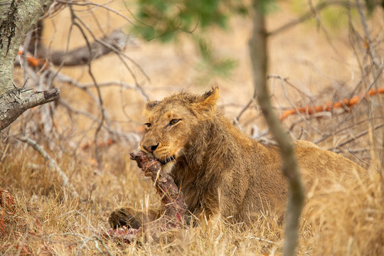 Pride of lions feasting on the remains of a Wildebeest kill