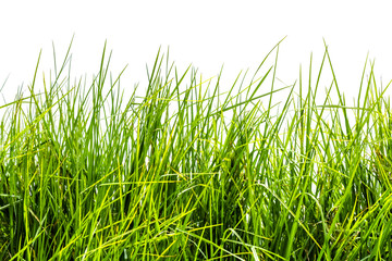 Fototapeta premium green grass isolated on white background