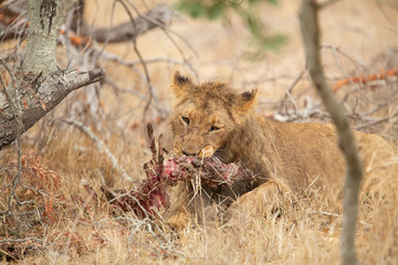Fototapeta na wymiar Pride of lions feasting on the remains of a Wildebeest kill