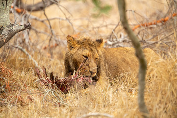 Pride of lions feasting on the remains of a Wildebeest kill