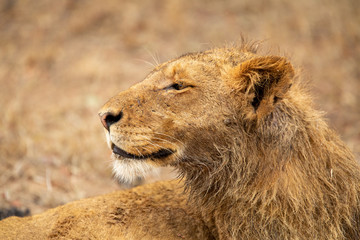 Fototapeta premium Pride of lions feasting on the remains of a Wildebeest kill