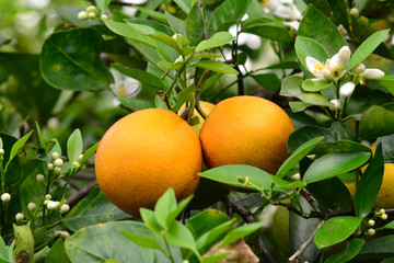 Valencia Oranges And Blossoms