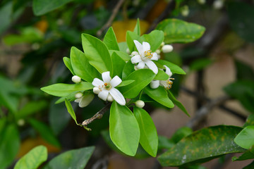 Orange Blossoms 2