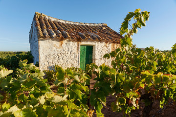 Country house among vineyards