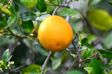 Valencia Orange On Tree 2