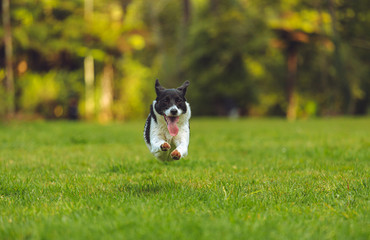 dog on green grass