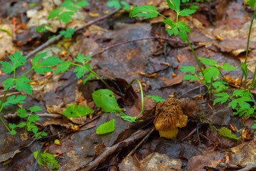 Line mushrooms grow in the forest in early spring