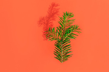 Fir branch on a red background. Stylish color contrast. Minimalism, copyspace. Bright christmas background image. Zero gravity banner. Levitation.