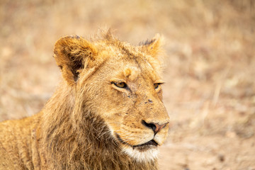 Pride of lions feasting on the remains of a Wildebeest kill