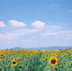 Obraz premium ひまわりと青空