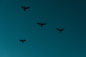 Tigre 6