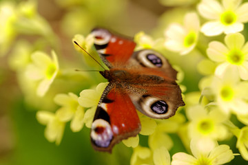 Butterfly with flowers in garden