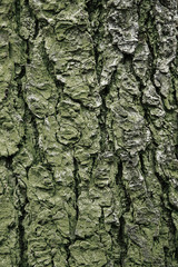 Real tree greenish bark texture background