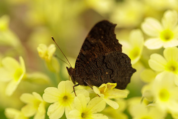 Butterfly with flowers in garden