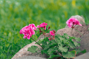 Geranium flowers on bed, close up.