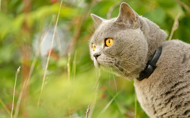 British short-haired cat on grass