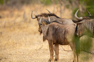 Blue Wildebeest herd standing alert
