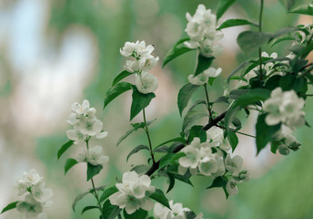 Jasmine flower. Beautiful white jasmine