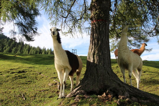 zweifarbiges Lama steht an einem Baum in den Bergen
