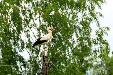 Stork on electric pillar