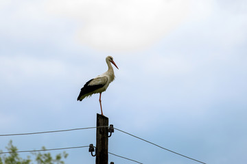 Stork on electric pillar