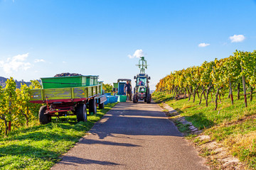 Weinlese im Remstal