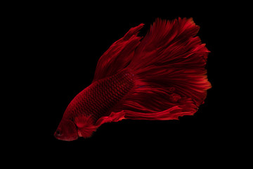 Red beautiful Siamese fighting fish long tail and fin swimming on black background.