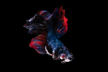 Colorful fancy beautiful Siamese fighting fish long tail and fin swimming on black background.