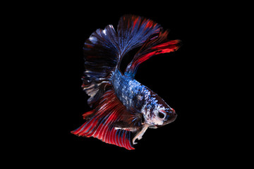 Colorful fancy beautiful Siamese fighting fish long tail and fin swimming on black background.