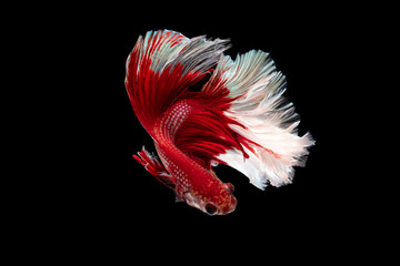 Obraz premium Red and white beautiful Siamese fighting fish long tail and fin swimming on black background.