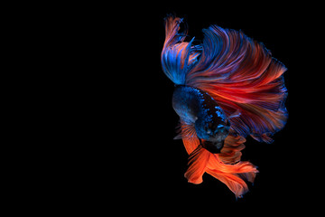 Colorful fancy beautiful Siamese fighting fish long tail and fin swimming on black background.